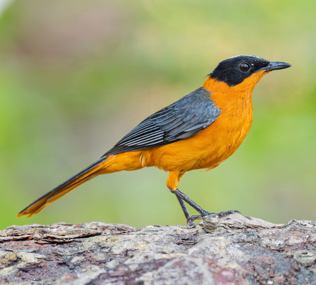 image Snowy-crowned Robin-Chat